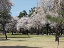 見事な桜の中でのプレー